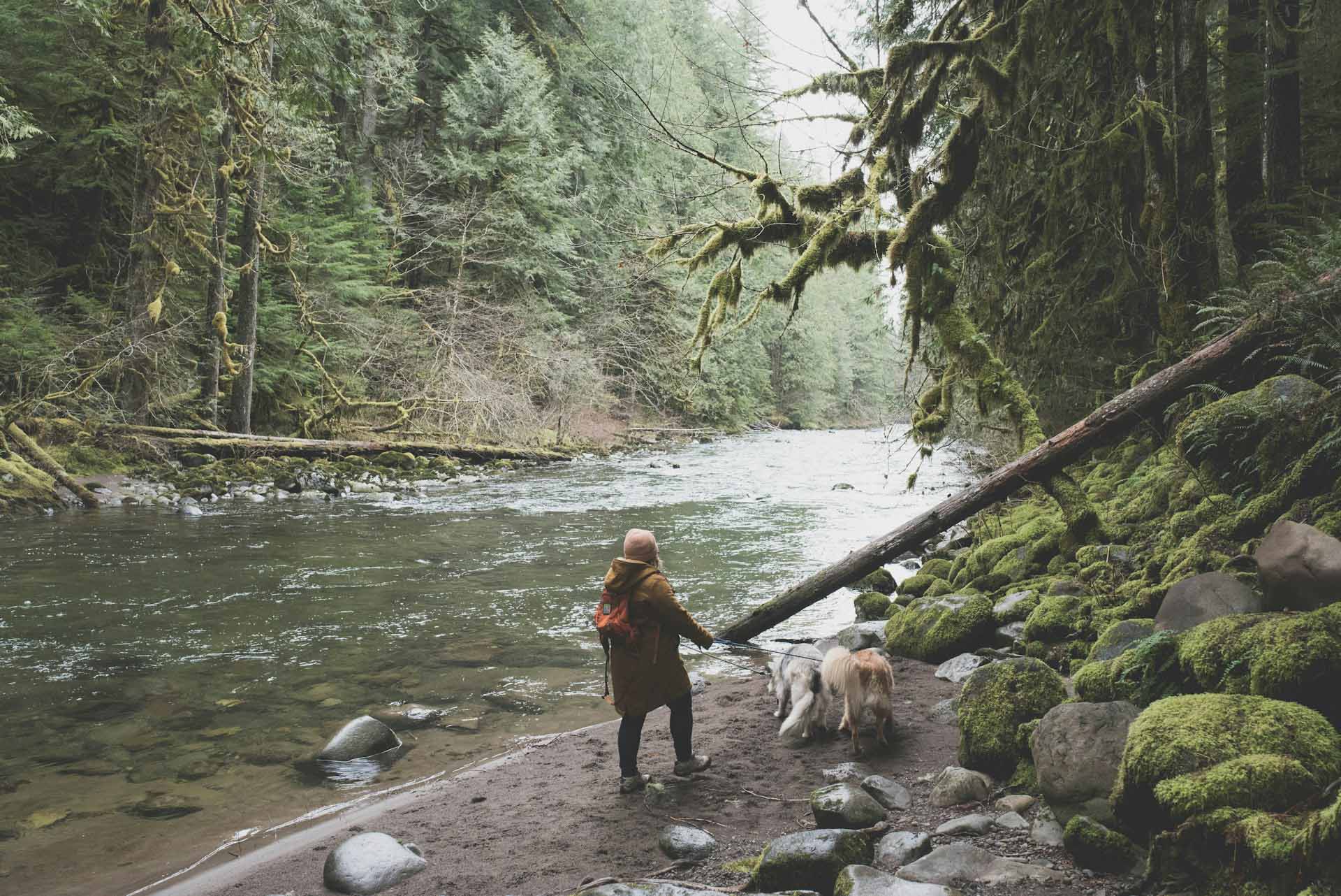 Hiker and dog walking alongside a mountain stream