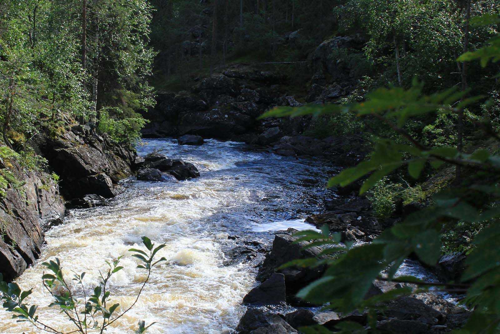 rushing-river Rushing river through green forest